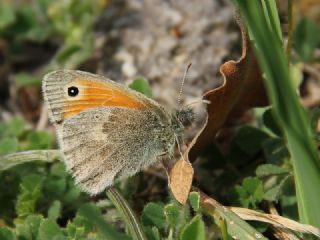 Kk Zpzp Perisi (Coenonympha pamphilus)