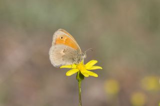 Kk Zpzp Perisi (Coenonympha pamphilus)