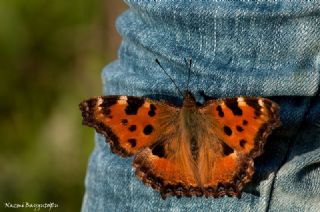 Karaaa Nimfalisi (Inachis polychloros)