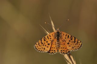 Benekli parhan (Melitaea didyma)