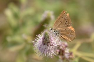 Anormal okgzl (Polyommatus admetus)