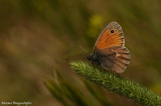 Kk Zpzp Perisi (Coenonympha pamphilus)