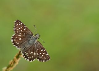 Ebegmeci Zpzp (Pyrgus malvae)