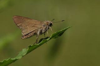 Beyaz illi Kara Zpzp (Pelopidas  thrax)