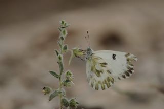 Kk Beneklimelek (Pontia chloridice)