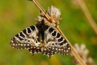 Orman Fistosu (Allancastria  cerisyi)