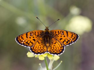 Trkistan parhan (Melitaea arduinna)