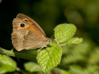 ayr Esmeri (Maniola jurtina)