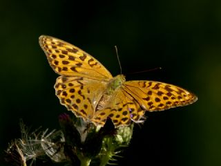 Cengaver (Argynnis paphia)