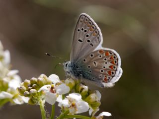 okgzl Meneke Mavisi (Polyommatus thersites)