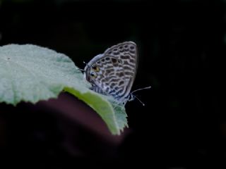 Mavi Zebra (Leptotes pirithous)