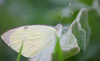 Byk Beyazmelek  (Pieris brassicae)