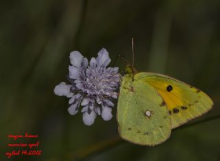 Sar Azamet (Colias croceus)