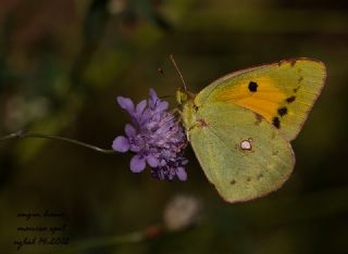 Sar Azamet (Colias croceus)