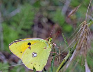 Sar Azamet (Colias croceus)