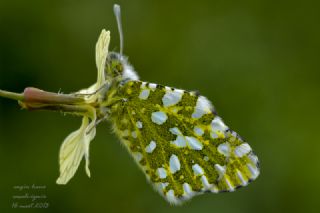 Da Oykls (Euchloe ausonia)