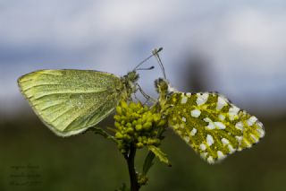 Da Oykls (Euchloe ausonia)