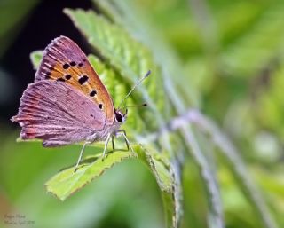 Benekli Bakr Gzeli (Lycaena phlaeas)