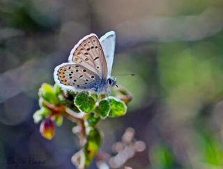 Himalaya Mavisi (Pseudophilotes vicrama)