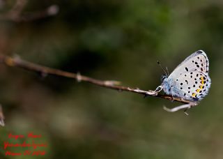 Himalaya Mavisi (Pseudophilotes vicrama)