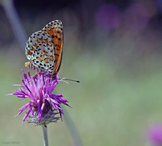 Gzel parhan (Melitaea trivia)