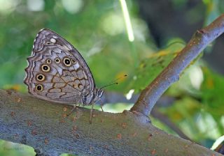 Aa Esmeri (Kirinia roxelana)