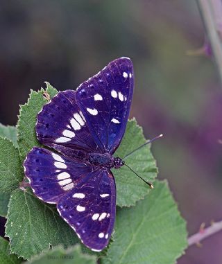 Akdeniz Hanmeli Kelebei (Limenitis reducta)