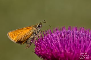 Sar Antenli Zpzp (Thymelicus sylvestris)