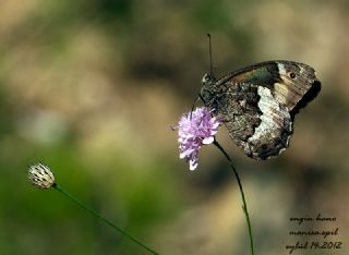 Byk Karamelek (Hipparchia syriaca)