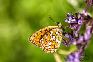 ift Noktal Brentis (Brenthis hecate)