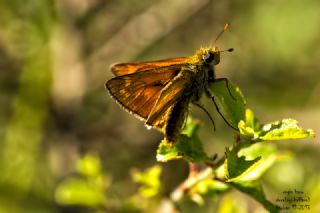 Orman Zpzp (Ochlodes sylvanus)