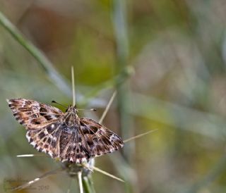 Hatmi Zpzp (Carcharodus alceae)