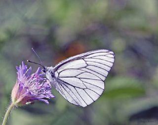 Al Beyaz (Aporia crataegi)