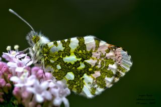 Turuncu Ssl (Anthocharis cardamines)