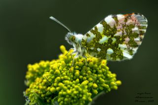 Turuncu Ssl (Anthocharis cardamines)