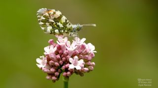 Turuncu Ssl (Anthocharis cardamines)