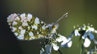 Turuncu Ssl (Anthocharis cardamines)