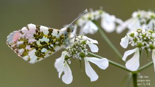 Turuncu Ssl (Anthocharis cardamines)