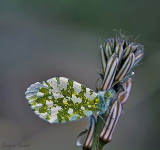 Turuncu Ssl (Anthocharis cardamines)