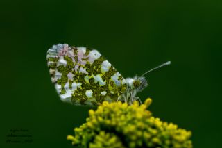 Turuncu Ssl (Anthocharis cardamines)