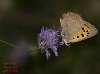 Benekli Bakr Gzeli (Lycaena phlaeas)