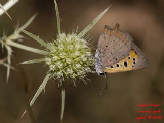 Benekli Bakr Gzeli (Lycaena phlaeas)