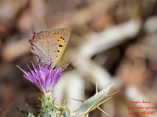 Benekli Bakr Gzeli (Lycaena phlaeas)