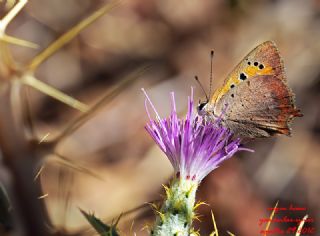 Benekli Bakr Gzeli (Lycaena phlaeas)