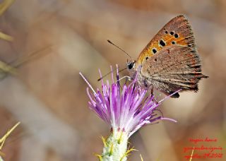 Benekli Bakr Gzeli (Lycaena phlaeas)