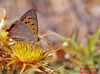 Benekli Bakr Gzeli (Lycaena phlaeas)