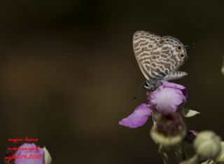 Mavi Zebra (Leptotes pirithous)