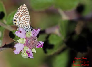 Mavi Zebra (Leptotes pirithous)