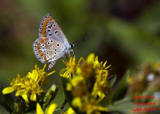 okgzl Esmer (Aricia agestis)