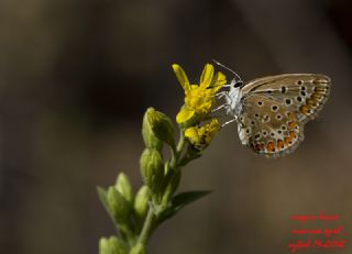 okgzl Esmer (Aricia agestis)